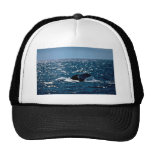 Humpback Whale, Mexico Hat