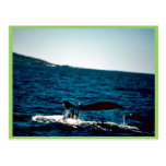 Humpback Whale Mexico Post Card
