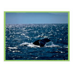 Humpback Whale, Mexico Post Card