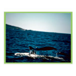 Humpback Whale, Mexico Post Cards