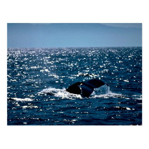 Humpback Whale Mexico Postcards