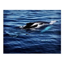 Humpback Whale postcards