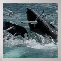 Humpback Whale Poster