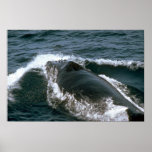 Humpback whale poster