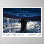 Humpback Whale Poster Print