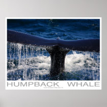 Humpback Whale Poster Print posters
