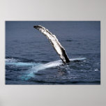 Humpback whale print