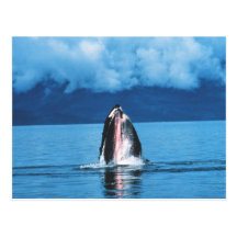 Humpback Whale Rising Postcard