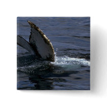 Humpback Whale Sounding (Tail Flukes) Buttons