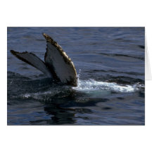 Humpback Whale Sounding (Tail Flukes) Card