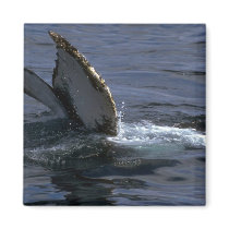 Humpback Whale Sounding (Tail Flukes) Magnet