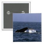 Humpback Whale Sounding (Tail Flukes) Pin