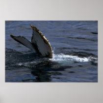 Humpback Whale Sounding (Tail Flukes) Posters