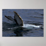 Humpback Whale Sounding (Tail Flukes) Posters
