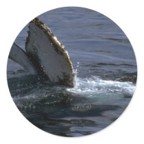 Humpback Whale Sounding (Tail Flukes) Sticker