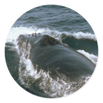 Humpback whale round sticker