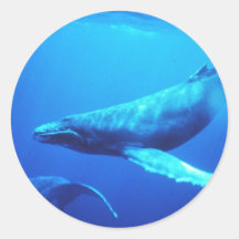 Humpback Whale Sticker