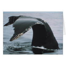 Humpback Whale Tail Greeting Cards