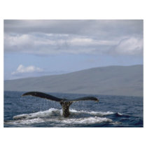 Humpback whale tail, Hawaii Personalized Flyer