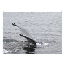 Humpback Whale Tail Invitations