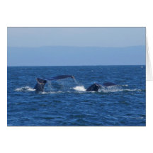 Humpback Whale Tails Greeting Card