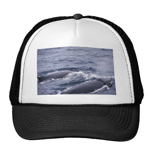 Humpback whale trucker hat