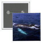 Humpback Whale visible beneath water Buttons