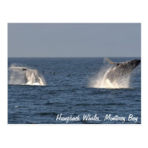 Humpback Whales Breaching Postcard