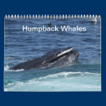 Humpback Whales calendar calendars