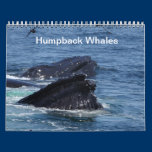 Humpback Whales calendar calendars