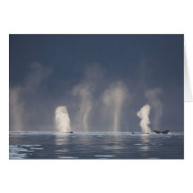 Humpback Whales Megaptera novaeangliae) Greeting Card