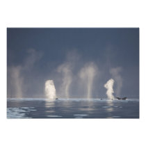 Humpback Whales Megaptera novaeangliae)