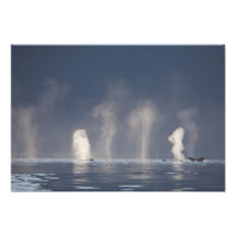 Humpback Whales Megaptera novaeangliae) Photograph