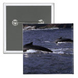 Humpback Whales-pair Button