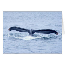 Humpback Whales Photography Cards