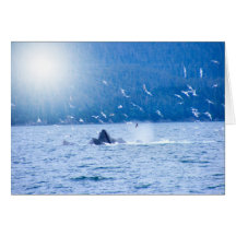 Humpback Whales Photography Cards