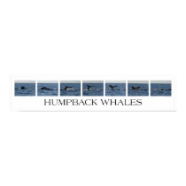 Humpback Whales posters