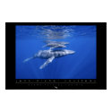 Humpback Whales Poster posters by oceanfutures Humpback Whales Poster posters