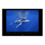 Humpback Whales Poster