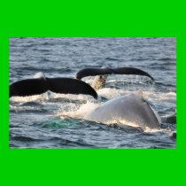 Humpback Whales posters