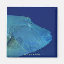 Humphead Wrasse 2 Fridge Magnets