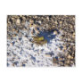 Humping Crickets Postcard