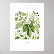 Humulus lupulus (Hop) Poster