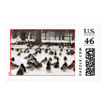 Hundreds_Of_Ducks_Riversidedrive_Ottawa_A postage