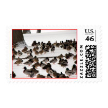 Hundreds_Of_Ducks_Riversidedrive_Ottawa_B postage