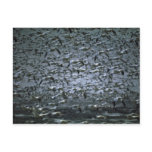 Hundreds of snow geese postcards