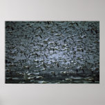 Hundreds of snow geese posters