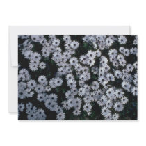 Hundreds Of White Flowers Announcements