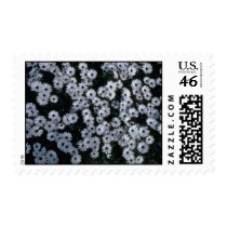 Hundreds Of White Flowers Postage Stamp