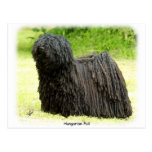 Hungarian Puli 8W48D-03 Post Cards